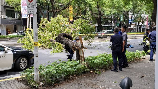 ▲（獨家）台北市中山北路一段路樹倒塌。（圖／記者黃彥傑攝，下同）