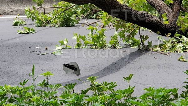 ▲（獨家）台北市中山北路一段路樹倒塌。（圖／記者黃彥傑攝，下同）