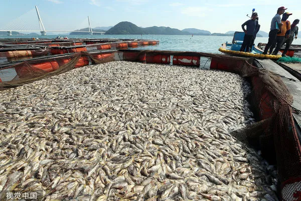 ▲▼南韓麗水市海上養殖場的石斑魚集體死亡，大量屍體浮出水面。麗水市長8月26日正在檢查死亡情況。（圖／CFP）