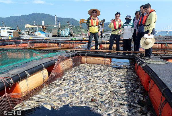 ▲▼南韓麗水市海上養殖場的石斑魚集體死亡，大量屍體浮出水面。麗水市長8月26日正在檢查死亡情況。（圖／CFP）