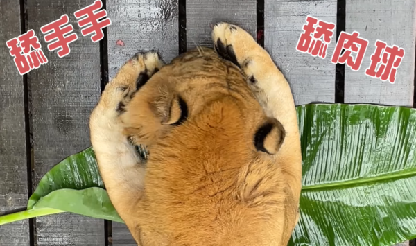 獅虎阿彪13歲生日。（圖／翻攝自屏東科技大學保育類野生動物收容中心臉書）