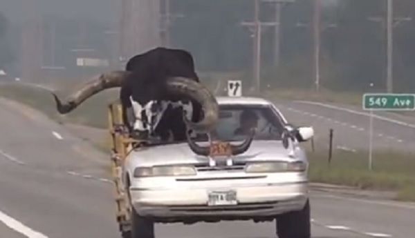 ▲▼一名駕駛員載著公牛在高速公路上兜風。（圖／翻攝自推特／@Phil_Lewis_