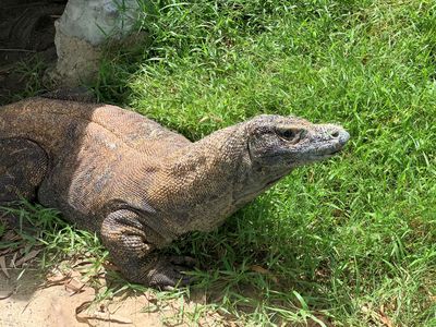 全台唯一科摩多龍「喵喵」離世了　動物園含淚道別：謝謝30年陪伴