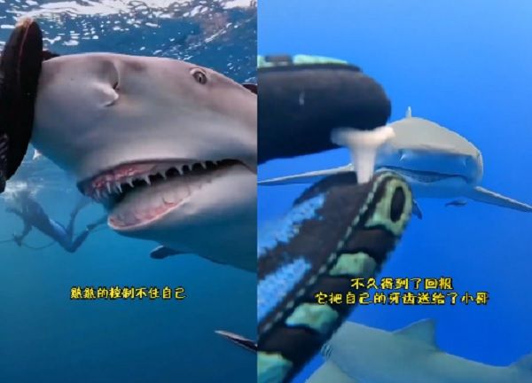 ▲▼鯊魚為報答潛水員，帶家族成員給他認識，還送他牙齒。（圖／翻攝自微博／Camille_貓）