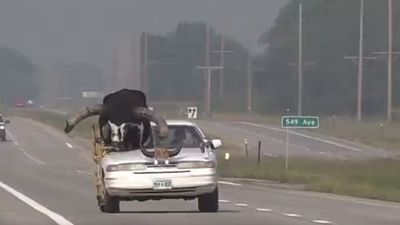 民眾舉報「公路有牛牛坐副駕駛」　警方見本體超震驚：有這麼巨大？