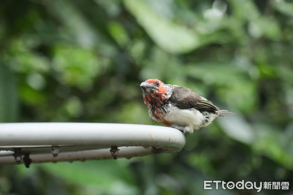 ▲新加坡飛禽公園（Bird Paradise）,新加坡景點,Bird Paradise,。（圖／記者彭懷玉攝）