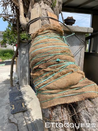 ▲▼ 金門西村的「鋼盔九重葛」被颱風吹斷，今修復完成重新佇立。（圖／記者林名揚翻攝）