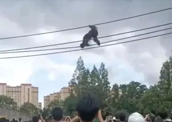 ▲動物園大猩猩「爬高空繩索」疑越獄。（圖／西瓜視頻）