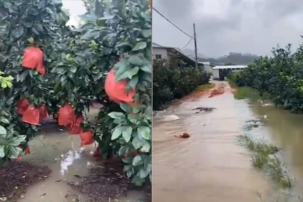 ▲▼大水灌進農地，柚子樹也慘遭殃。（圖／翻攝自影片）