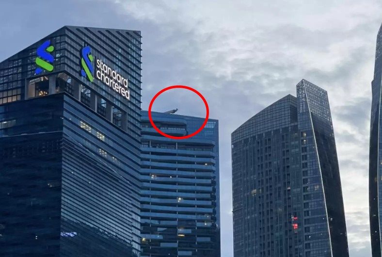 ▲▼新加坡一名網友在摩天大樓樓頂驚見「哥吉拉孔雀」。（圖／翻攝自Facebook）