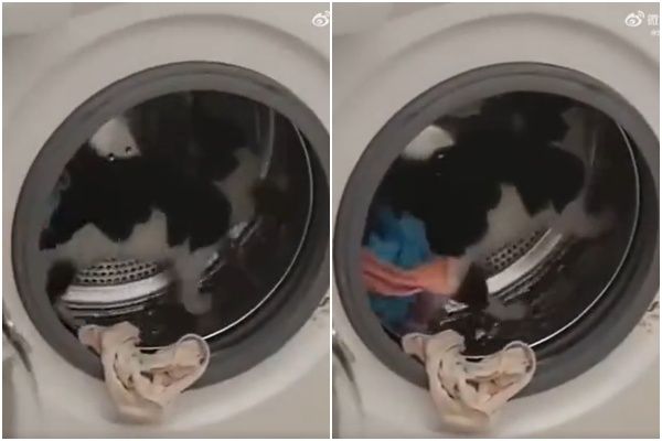 ▲▼把滾筒洗衣機當滾輪的貓貓。（圖／翻攝自微博／@沙雕动物在哪里）