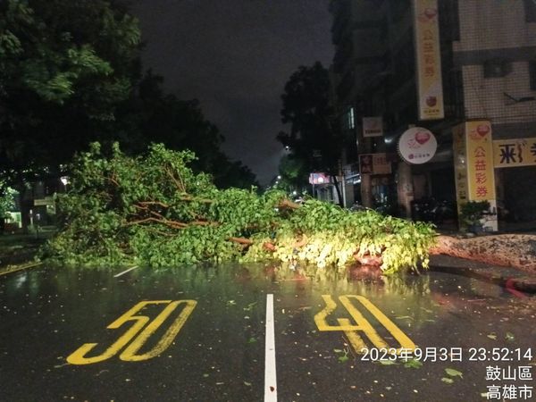 ▲▼海葵狂虐高雄整夜！路樹狂倒，旗津網美聖地也毀了。（圖／翻攝記者爆料網）