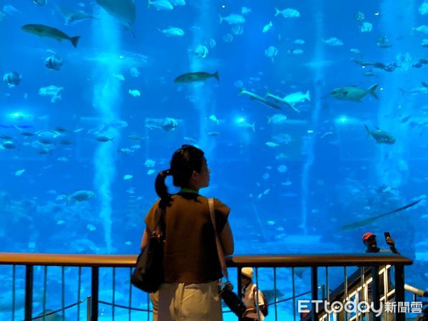 ▲S.E.A.海洋館,聖淘沙名勝世界的「S.E.A.海洋館」,新加坡景點。（圖／記者彭懷玉攝）
