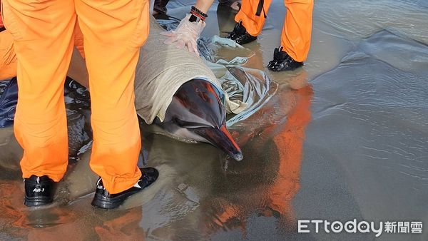 ▲台南市南區黃金海岸發現有瓶鼻海豚擱淺在，海巡人員到場救援。（圖／記者林東良翻攝，下同）