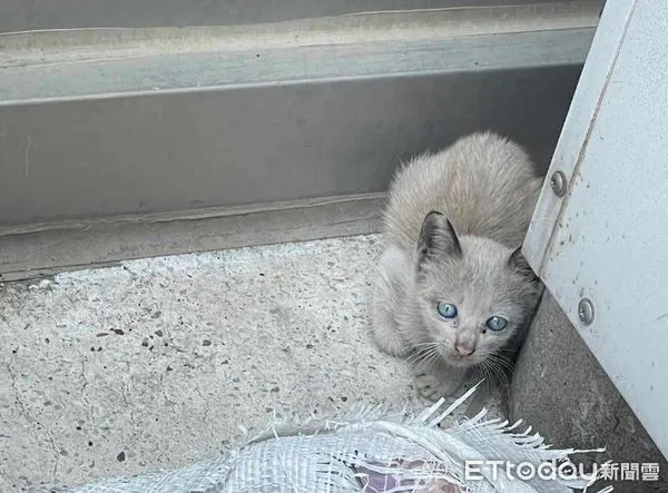 ▲樓下抽菸「撿到雪白藍眼貓」　他上網問品種！貓友回答：混到可愛。（圖／網友吳先生提供，請勿隨意翻拍，以免侵權。）