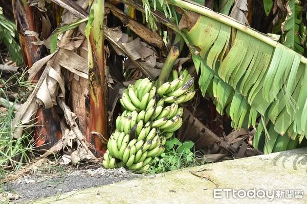 ▲▼海葵「暴力風雨」強襲！木瓜、香蕉倒一片全毀了，高雄農損慘況曝。（圖／記者賴文萱翻攝）