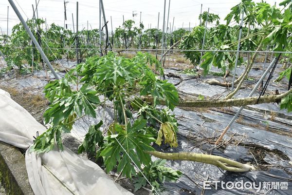 ▲▼海葵「暴力風雨」強襲！木瓜、香蕉倒一片全毀了，高雄農損慘況曝。（圖／記者賴文萱翻攝）
