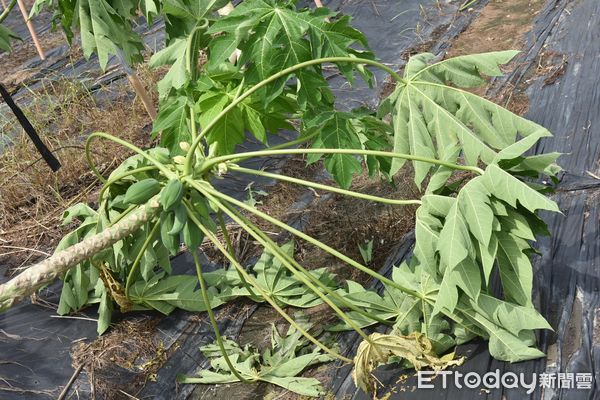▲▼海葵「暴力風雨」強襲！木瓜、香蕉倒一片全毀了，高雄農損慘況曝。（圖／記者賴文萱翻攝）