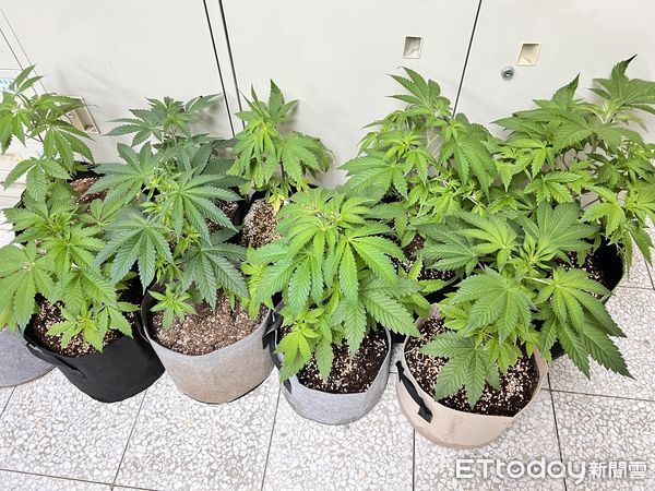 ▲▼檳榔攤老闆誤信網友，種植大麻可治失眠、戒菸癮，結果用氣炸鍋烘乾葉子「烤太酥」被警譏笑。（圖／民眾提供，下同）