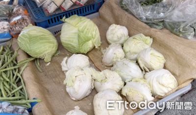 高麗菜價揚現搶種潮　9月起栽種量逼近「超種紫爆」
