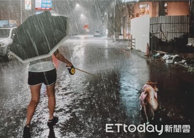 暴風雨仍堅持外出上廁所 媽無奈撐傘遛柴犬...爸拍下背影:母愛