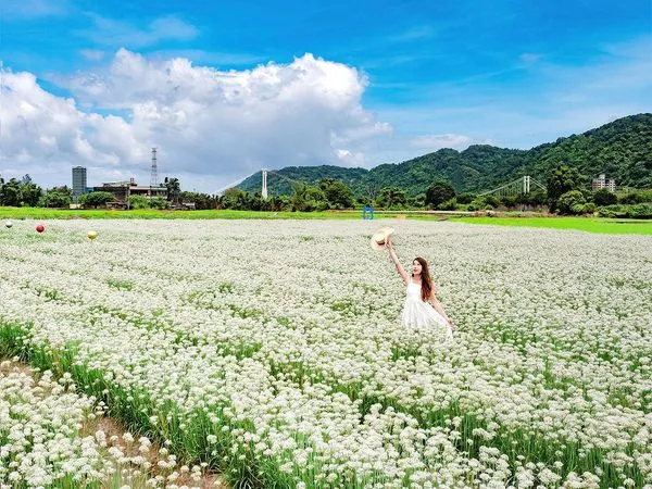 ▲桃園大溪大鶯路392號旁的韭菜花田9/2花況。（圖／IG網友molly888666提供，請勿隨意翻拍，以免侵權）