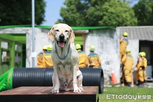 ▲▼全台最高階二線一搜救犬「鐵雄」開放領養，每月開銷只要4千元。（圖／台中消防局提供，下同）