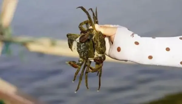 ▲新疆羅布泊湖一帶養殖的遼寧盤錦蟹。（圖／翻攝看看新聞）