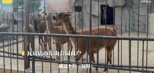 ▲遼寧一間動物園因欠缺經費，動物蠻面臨缺糧餓死的處境。（圖／翻攝新黃河客戶端）