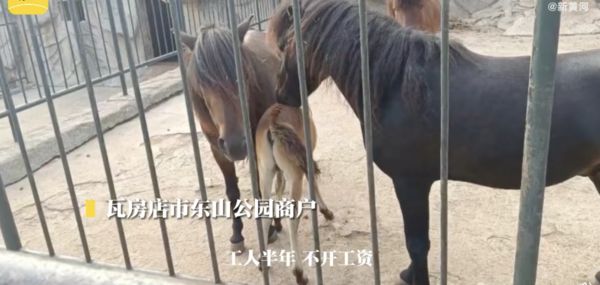 ▲遼寧一間動物園因欠缺經費，動物蠻面臨缺糧餓死的處境。（圖／翻攝新黃河客戶端）