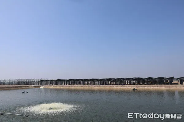 ▲▼ 廣西,台商,鮪豐,魚塘,漁產品,鱸魚 。（圖／記者蔡儀潔攝）