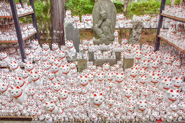 ▲▼▲▼位在日本的《豪德寺》，為東京三大招財貓神社之一，傳聞為招財貓發源地，特色是擁有上千隻還願招財貓。（圖／部落客周花花，甲飽沒授權提供，以下皆同，勿擅自翻攝）