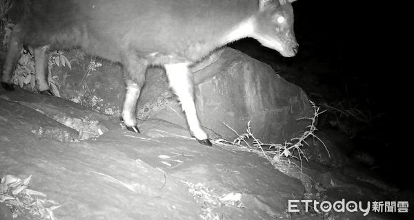 ▲▼台灣野山羊和台灣水鹿經過護岸動物通道。（圖／林業保育署南投分署提供）