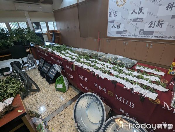 ▲▼調查局台中市調處逮捕一家大麻工廠，逮捕經營的父子檔，大麻市值超過1億5千萬。（圖／台中市調處提供，下同）