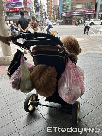 ▲▼巨型貴賓乖坐推車陪媽買菜！　背面曝光「炸出方形屁屁」笑翻粉絲。（圖／IG@good_dog1228提供）