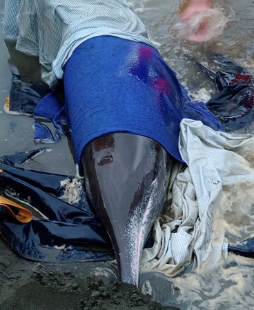 ▲▼八里糙齒海豚擱淺　新北動保處協同救援團隊搶救。（圖／新北市政府提供）