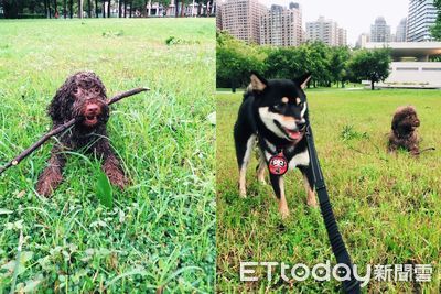 貴賓犬衝泥坑全身髒兮兮!潔癖柴柴不忍了「嫌棄想絕交」:塊陶啊