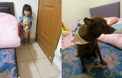 妹妹把書撕破被叫去罰站 汪「跟著心虛」飛機耳拒跟媽對視
