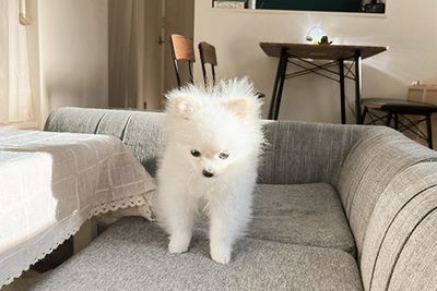 博美犬被罵!低頭「露叛逆表情」 賭氣回瞪看傻主人:根本沒反省
