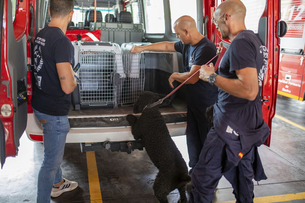 ▲▼ 在西班牙，無國界消防員組織（The United Firefighters Without Borders）9日準備出發前往摩洛哥救災，多隻救難犬同行。（圖／達志影像／美聯社）