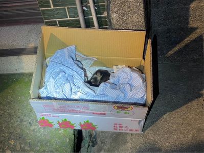 白鼻心出沒基隆市區！「癱倒路中間」虛弱狂喘　帥警一舉動急救援