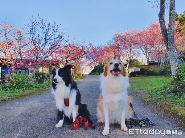 ▲▼邊境牧羊犬「Anego」和「Nemo」。（圖／粉專「Anegoの江湖路之Nemo一起Go」提供）