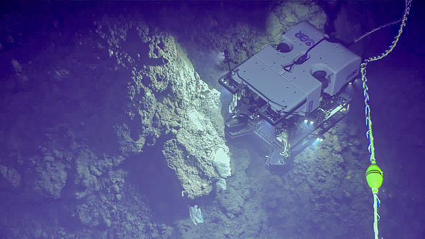 ▲▼阿拉斯加深海探索，美國科學家發現金蛋。（圖／翻攝NOAA）