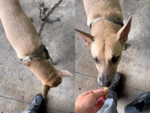 ▲▼鳳山警犬咬傷高官！高層下令「讓牠消失」　基層護忠狗心寒：官啊。（圖／翻攝靠北Police）