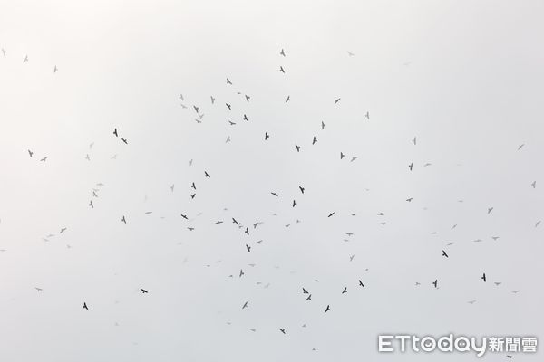 ▲2023年第一波赤腹鷹出現恆春半島             。（圖／墾管處提供）