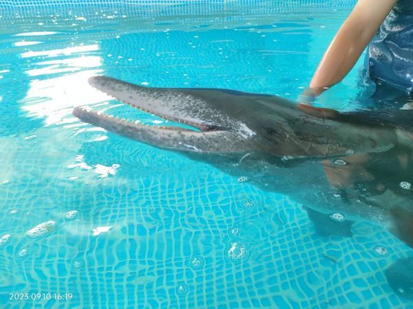 ▲▼新北擱淺「糙齒海豚」今早死亡　昨才剛辦命名活動。（圖／翻攝自中華鯨豚協會 Taiwan Cetacean Society臉書）