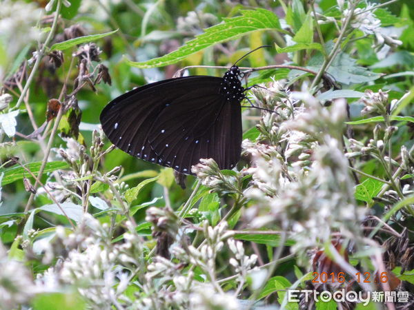 ▲八卦山淺山森林區域是紫斑蝶遷徙的重要廊道，藉由政府跨域合作，可發揮串聯國土生態綠網。（圖／林業保育署南投分署提供）