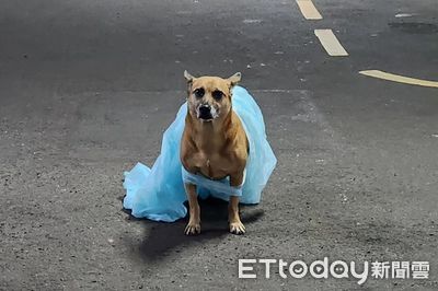 騎車到一半下雨！愛犬包成「仙杜瑞拉」露胸晃裙擺　爸笑：跑趴嗎