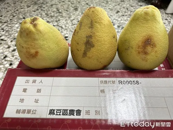 ▲▼消費者自郵局購買小農文旦，卻買到表皮不漂亮的柚子。（圖／讀者提供）
