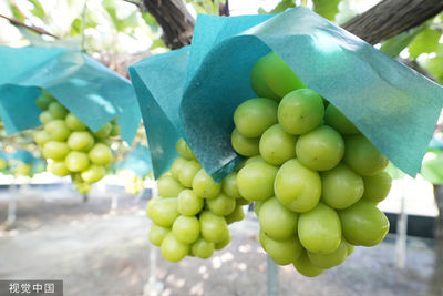 日本「麝香葡萄」產量倍增！超市價格狂跌　一串只要87元